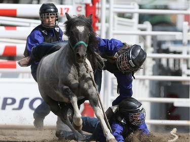 CALGARY.;  July 10, 2015, 2015  -- Cowgirls try and ride during the Calgary Stampede Wild Pony Race. Photo Leah Hennel/Calgary Herald