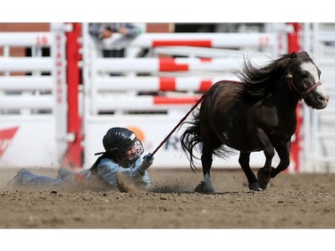CALGARY.;  July 10, 2015, 2015  -- A competitor during the Calgary Stampede Wild Pony Race. Photo Leah Hennel/Calgary Herald