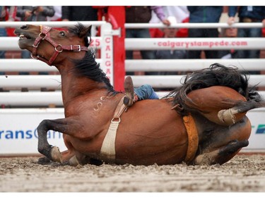There were scary moments when a horse named Twin Cherry went down while carrying Orin Larsen, from Inglis MB on him. Lots of help rushed in to free the cowboy from the horse and they were both unhurt after in incident in the bareback event at the Stampede finals on July 12, 2015.