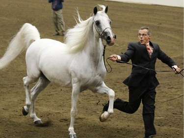Todd Ehret runs with Arabian horse WH Arabi in the gelding 3 year and older halter class at the Arabian Horse AssociationÕs Region 17 Championships at the Agrium Western Event Centre at the Calgary Stampede grounds on Thursday. WH Arabi was the champion in the class.