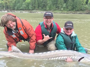 A Fraser River Wild White Sturgeon