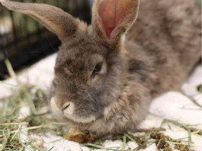 One of nearly 20 rabbits recently seized by the Calgary Humane Society.