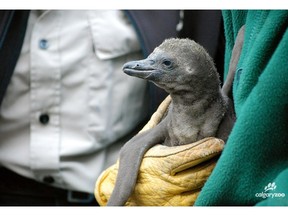 The Calgary Zoo's newest member is a baby Humboldt penguin, born to first time parents Reina and Javier on June 26, 2015.