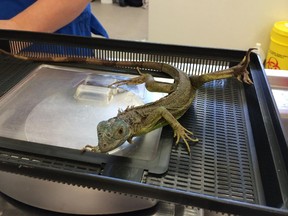 Riverfront Aquariums is facing a string of animal cruelty charges after peace officers visited the pet store in September 2014, May 2015 and June 2015 and removed a number of animals in medical distress. Officers seized another 333 animals on Wednesday, December 2, 2015.