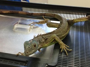 The owner of Riverfront Aquariums is facing a string of animal cruelty charges after peace officers visited the pet store in September 2014, May 2015 and June 2015 to remove a number of rabbits and lizards in medical distress. Courtesy Calgary Humane Society.