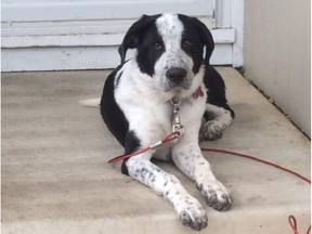 The Thompson family is desperate to get their beloved puppy Hope, a six-month-old Blue Heeler-lab cross, back after someone reportedly stole her from their back yard in Michener Hill, Red Deer, on Tuesday, July 21, 2015.