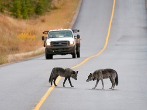 Two wolves on the Bow Valley Parkway.