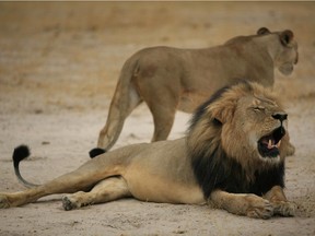 This handout picture taken on October 21, 2012 and released on July 28, 2015 by the Zimbabwe National Parks agency shows a much-loved Zimbabwean lion called "Cecil" which was killed by an American tourist on a hunt using a bow and arrow.