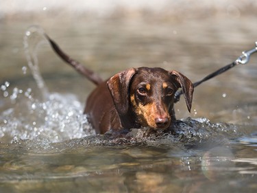 Lola, a three-year-old Dachshund, goes chasing a stick in the Bow River wadding pool at St. Patrick's Island in Calgary on Monday, Aug. 10, 2015.