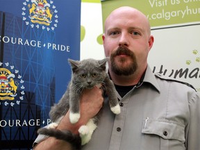 Senior Manager Brad Nichols holds onto a two-month-old unnamed kitten that is up for adoption. The Calgary Humane Society is urging cat owners to keep their furry pets indoors after several cats were found mutilated, severely injured or dead recently.