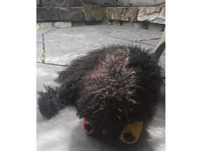 A Morley man found this dog abandoned on the side of the road on Sunday, August 9, 2015, along with a bag of food. He was put in a foster home and is receiving care from Rocky Mountain Animal Rescue and has since been taken into protective custody by the Alberta SPCA.