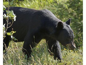 Nine problem black bears were euthanized in and around Revelstoke last week.