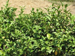 Camellia Sinensis in B.C.