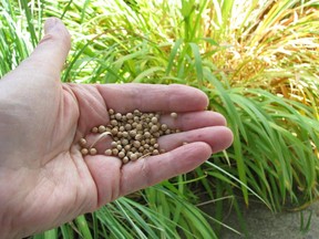 Cilantro seeds