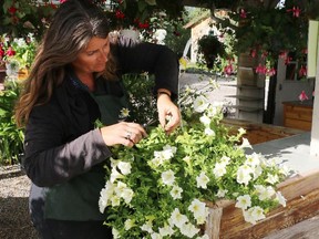 Katrina Diebel, owner of Vale's Greenhouse, offers tips on deadheading and cleaning up your garden.