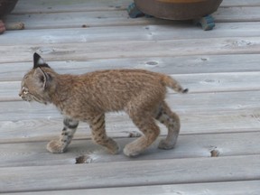 Herald reader Sheila Foster captured a few images of a bobcat and its kittens from her backyard in Oakridge.
