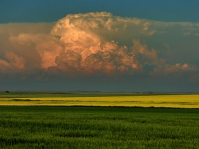 Thunder clouds build over a canola field east of Calgary