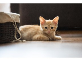 Samantha the kitten is the cause of an eviction notice at the Bow Centre Housing Society in NW Calgary August 1st, 2015.