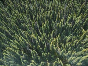 A healthy pine forest.