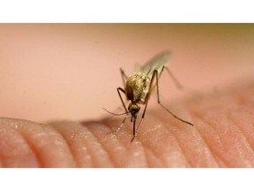 Mosquitoes might be attracted to you based on the colour you're wearing or the chemicals coming off your skin. (Herald file photo)