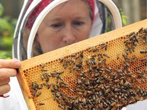 Backyard beekeeper Sonja Evans inspects one of the hives in her Calgary backyard.