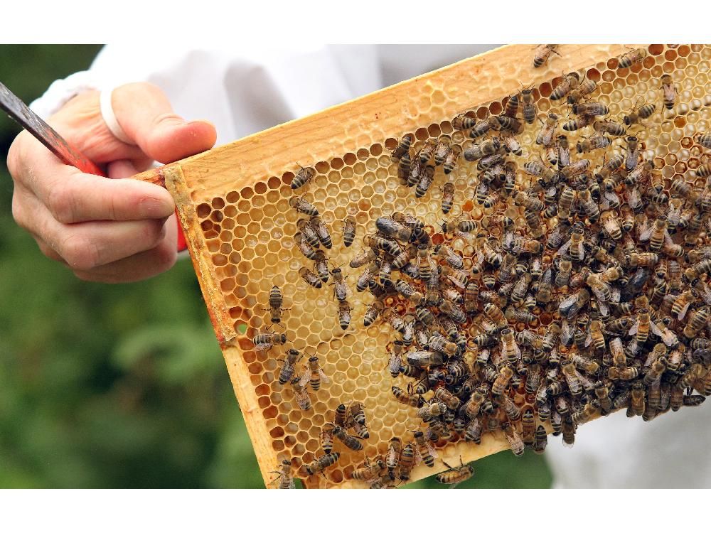 Airdrie abuzz with urban beekeeping Calgary Herald