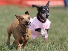 Lexi, 6, left, competes during the annual Running of the Dachshunds at the Strathmore Stampede grounds on August 3, 2015.