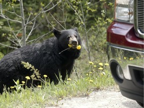 A black bear was killed Friday on the Trans-Canada Highway near Lacs des Arcs, the third one struck on the busy highway this month.
