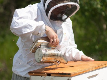 Eliese Watson inserts her bee smoker into a hive. Smoke interferes with the bees’ pheromone communication system, calming them and making them less likely to attack when