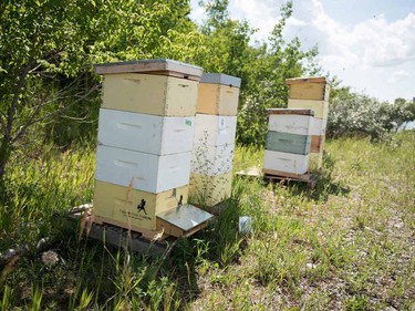 Alberta is the fifth largest honey producer in the world.