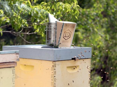 Eliese Watson inserts her bee smoker into a hive. Smoke interferes with the bees’ pheromone communication system, calming them and making them less likely to attack when