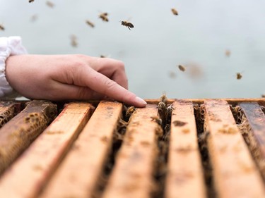 The activity at a typical hive really brings home the expression “busy as a bee.”