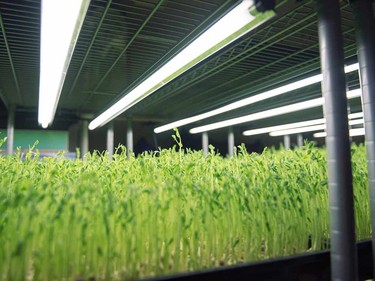 Just some of the sprouts grown at Green Berry Sprouts and Microgreens.