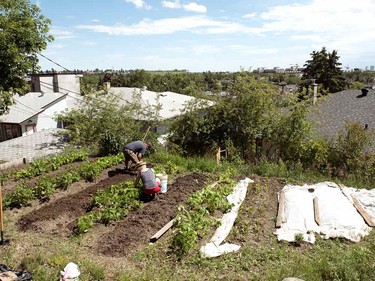 YYC Growers’ largest plot, in Bridgeland, has kale, cilantro, red lettuce, onions, carrots, arugula, cauliflower, brussels sprouts and herbs. The co-op provided all the salad greens for the volunteers at this year’s Calgary Folk Music Festival.