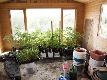 Tomato plants growing in a sunny, detached garage.