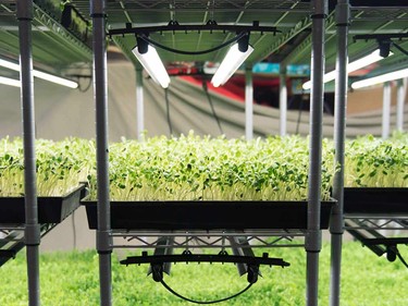 Just some of the sprouts grown at Green Berry Sprouts and Microgreens.