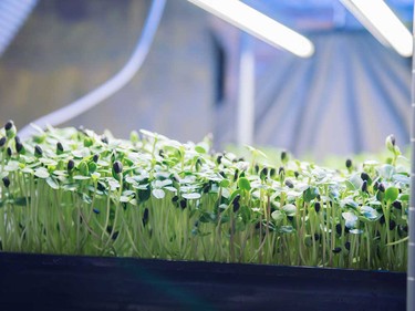 Just some of the sprouts grown at Green Berry Sprouts and Microgreens.