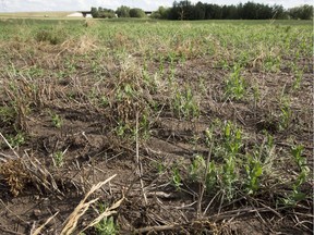 Crops surrounding the Edmonton area — and other parts of Alberta including the southeast — are in poor condition due to the lack of rain.