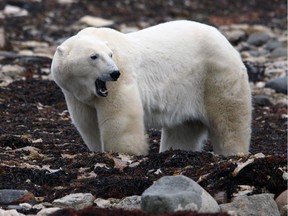 We can avoid the Laurentian veto by shipping oil through Hudson Bay, says Barry Cooper.