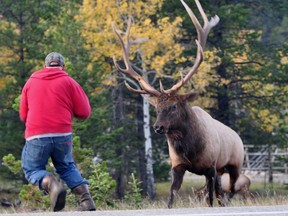 An elk chases a man in Banff National Park during the fall rut.