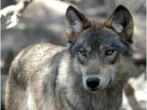 Bounties on wolves and coyotes should be dropped in favour of more humane methods of protecting livestock, says Naomi Lakritz.