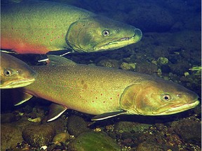 Bull trout are on Alberta's species at risk list.