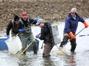 Trout Unlimited provincial biologist Lesley Peterson, centre, uses an electrofisher probe to help volunteers capture fish during a fish rescue at an irrigation canal  in southern Alberta in October 2013.
