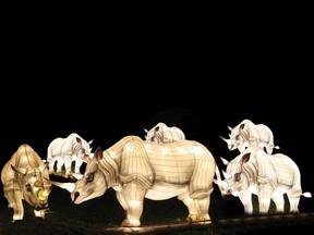 Almost life-sized lanterns, including 183 animals, will be on display at the Calgary Zoo during the Illuminasia Lantern and Garden Festival from Sept. 17 to Nov. 1.