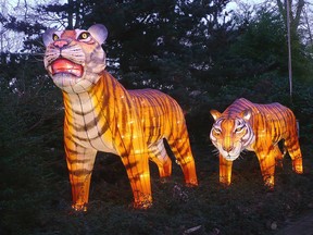 Almost life-sized lanterns, including 183 animals, on display at the Calgary Zoo during the Illuminasia Lantern and Garden Festival in 2015.