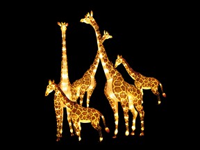 More 350 Chinese lanterns, like these giraffes, will take care in the inaugural Illuminasia Lantern & Garden Festival at the Calgary Zoo.