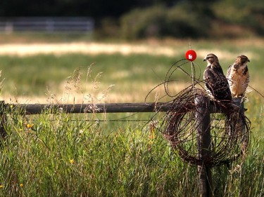 A pair of falcons sit on a fence beside a busy road just inside the Town of Nanton, enjoying the evening sun on August 16, 2015.