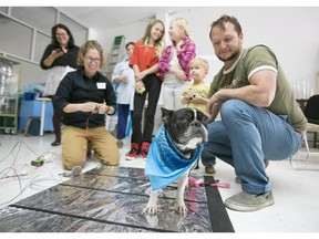 Eloise, a Boston Terrier French Bull Dog mix, gets tested for conductivity during auditions for the Beakerhead Dog Orchestra.