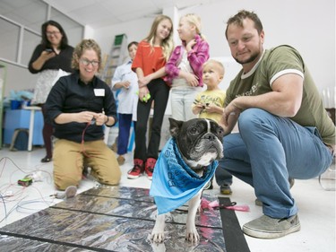 Eloise, a Boston Terrier French Bull Dog mix, gets tested for conductivity during auditions for the Beakerhead Dog Orchestra at Beakerhead headquarters on Saturday, August 22.