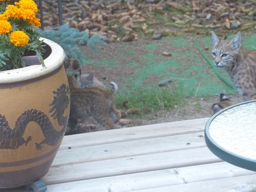 Herald reader Sheila Foster shared some photos of a bobcat and its kittens in her backyard. Foster snapped the photos on July 27, but says the cats have made regular return visits.